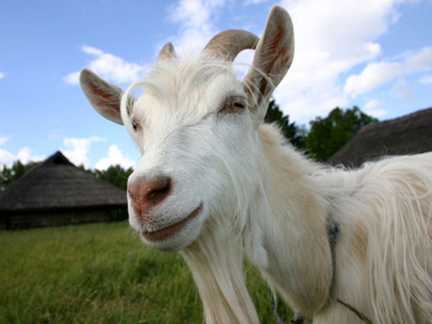 GOAT